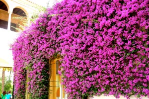 ALCÁZAR OF SEVILLE / GARDEN WALL