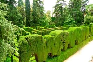 ALCÁZAR OF SEVILLE / HEDGES