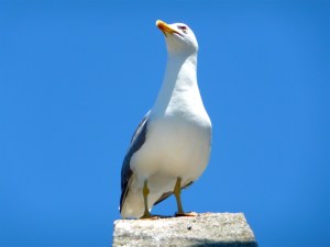 GIBRALTAR / GULL ON HIGH