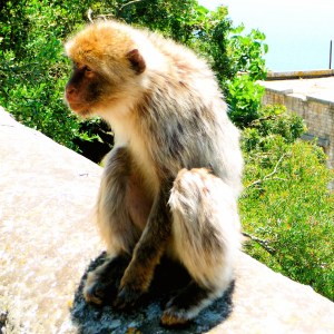 GIBRALTAR / MONKEY BUSINESS
