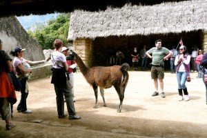 MACHU PICCHU / LLAMA AT THE SACRED ROCK